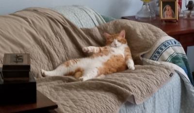 COOL CAT